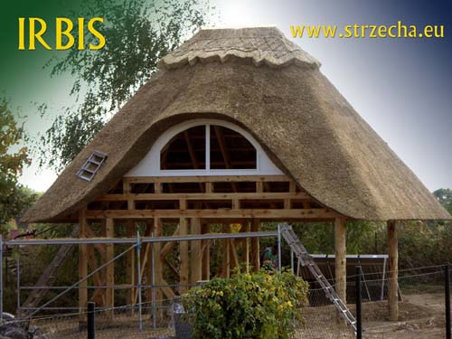 Covering thatched woodshed using unnecessary windows - English ridge, straw woven with hazel spars