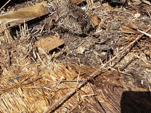 Condition of the thatched roof after removing the foundation which was to protect the reed from water
