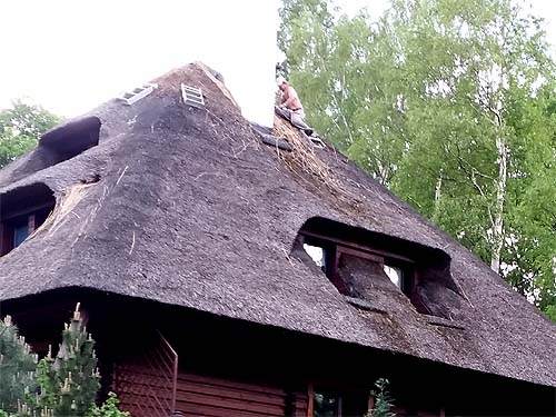 The reed roof from the east side - before service