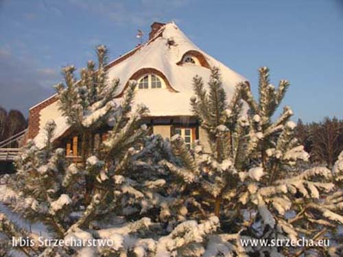 Irbis Thatcher - a thatched roof in snow