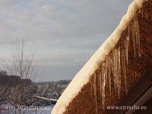 Irbis Thatcher - reed roof, snow and icicles