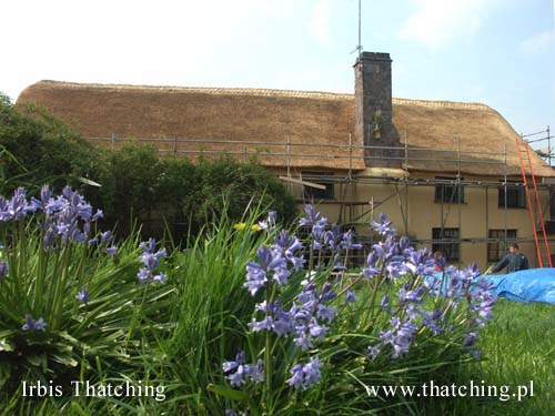 A house in the Danish province - thatched roofing after renovation