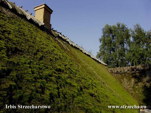 The moss lends the roof of that charming grace, but it degrades the cover