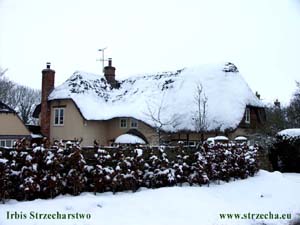 Thatched roof on a building in Wildshire